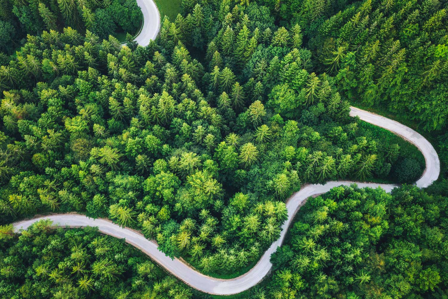 Carretera en medio del bosque simbolo del camino de Shell hacia un futuro energetico mas sostenible